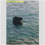 Our Friendly Seal