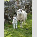 Sheep at Bunessan